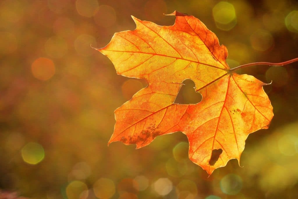 fall autmun leaf falling with a heart shaped hole in it